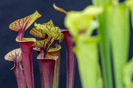 Hampshire Carnivorous Plants