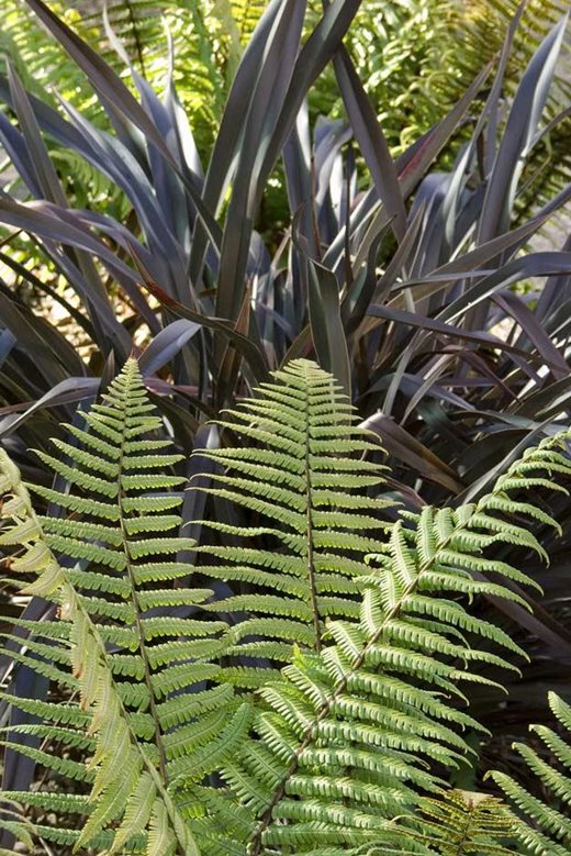 phormium and fern