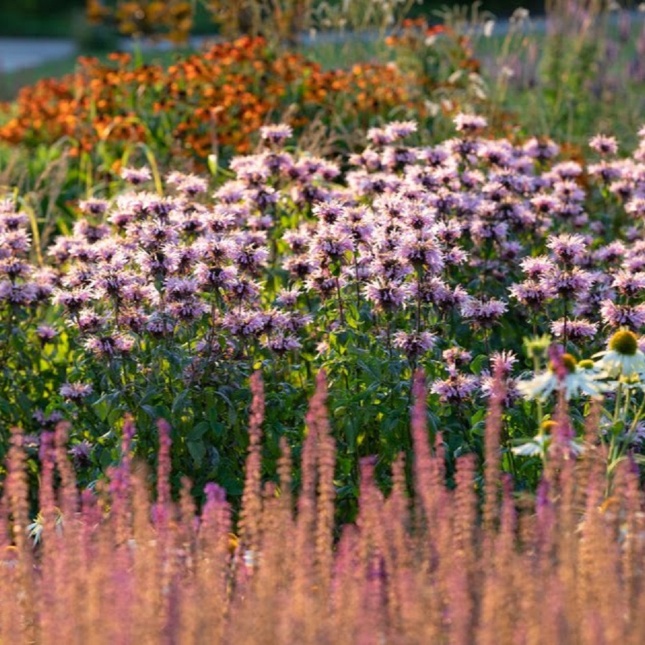 Well-adapted plants can thrive in windy areas