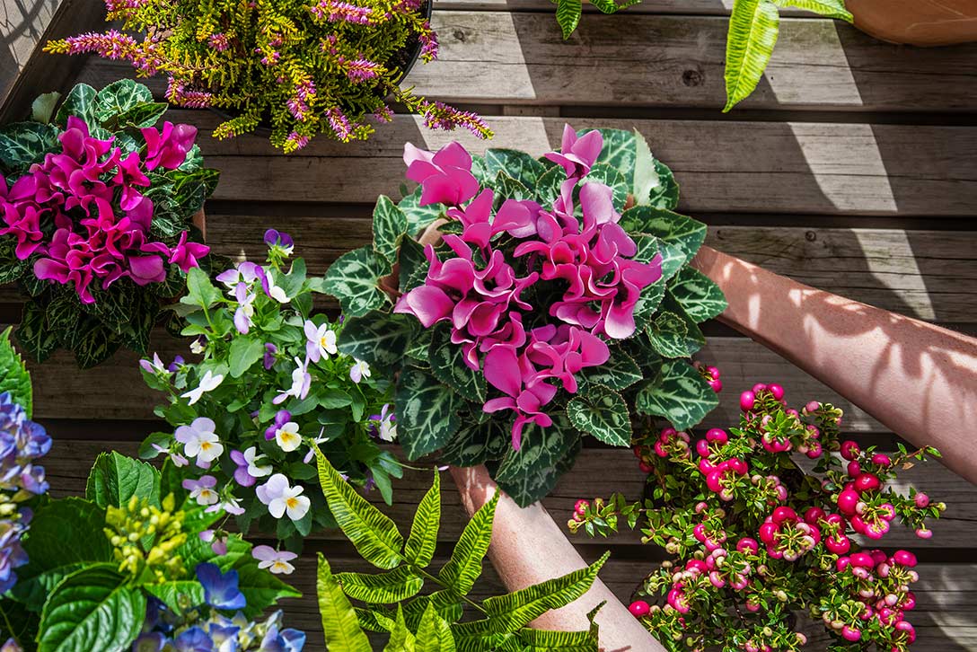 Planting up a container