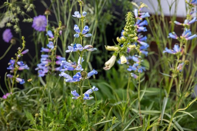 Penstemon 'Heavenly Blue'