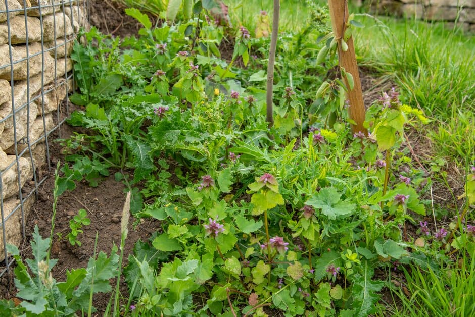 Weeding directly around the trunk of the young tree will help it establish, but the dead-nettles can be left as welcome wildflowers