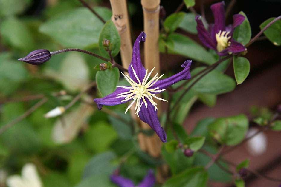 Clematis aromatica