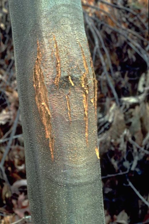 Chestnut blight