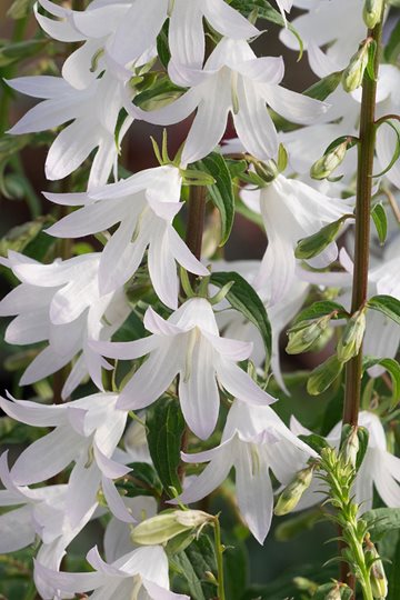 Adenophora ‘White Blaze’