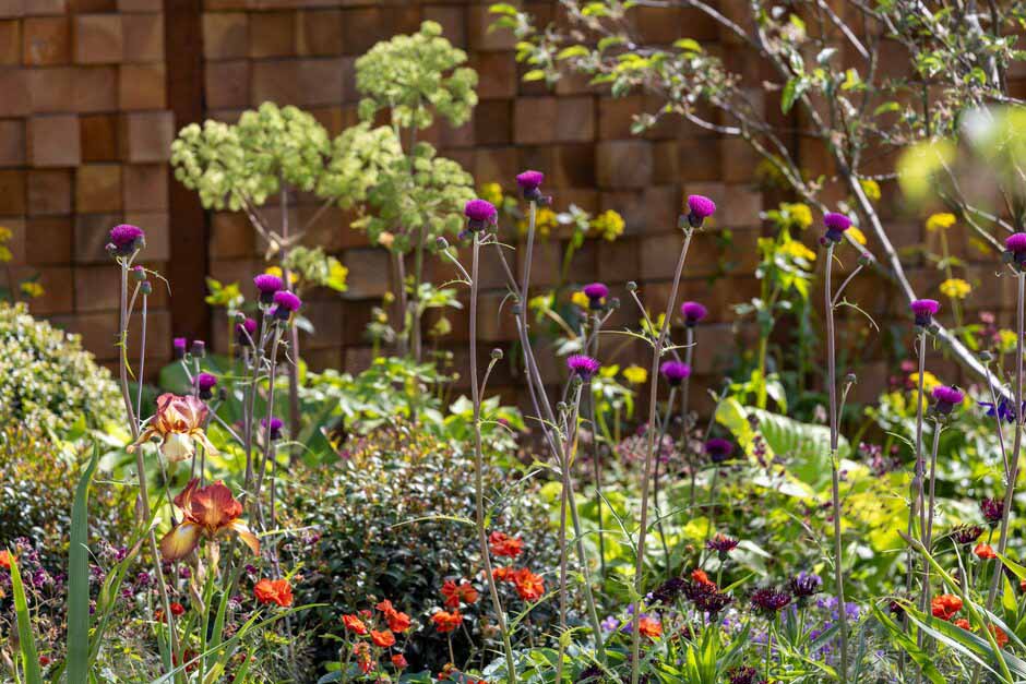 Cirsium rivale on It Doesn't Have to Cost the Earth Garden