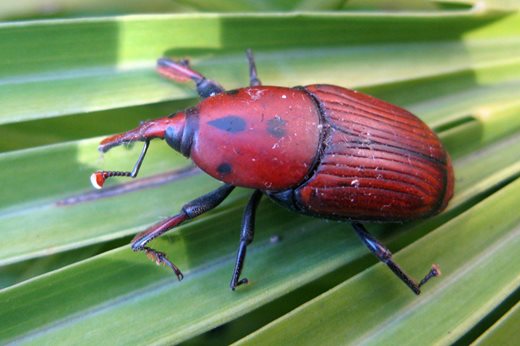 Red palm weevil