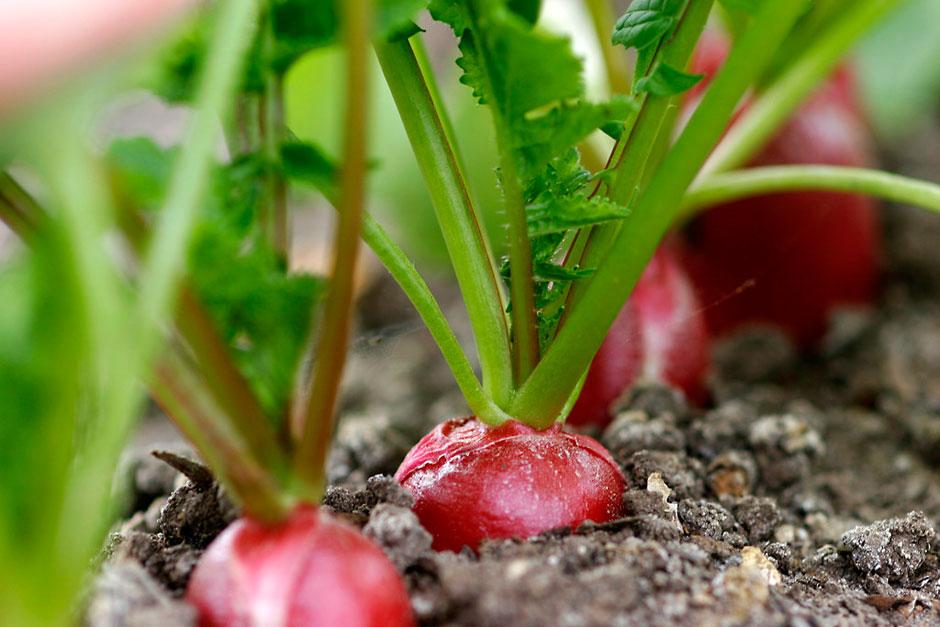 Radishes