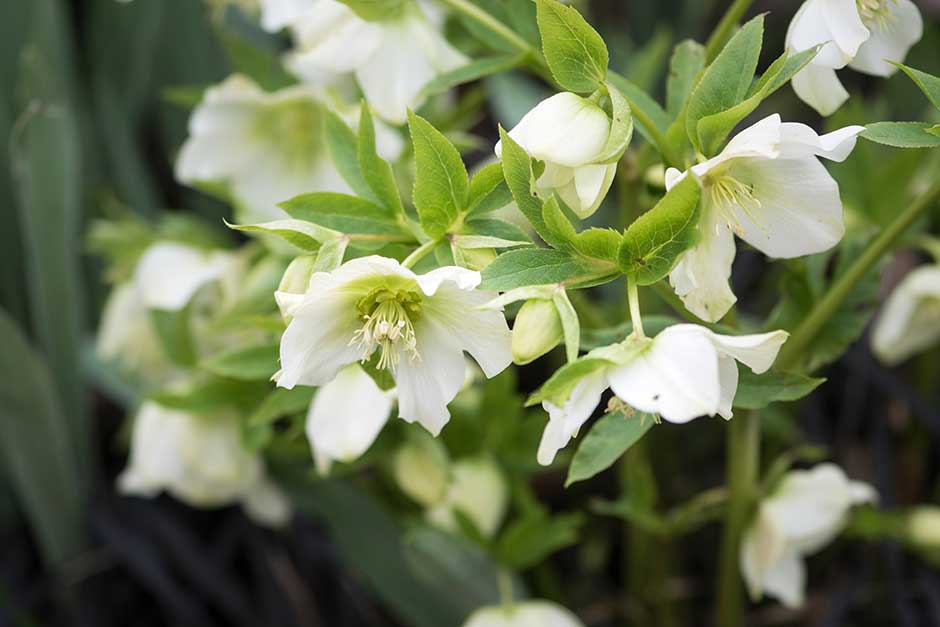 Discover hellebores