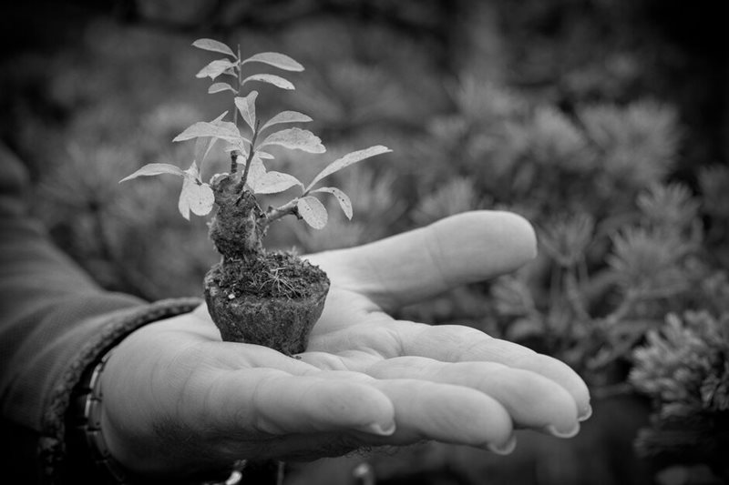 Holding bonsai tree