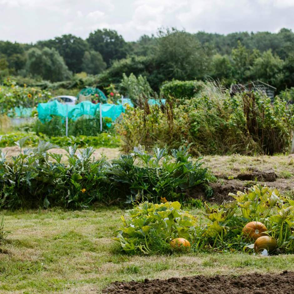 Starting an allotment