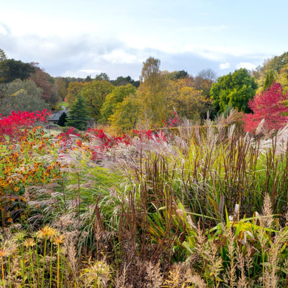 <i>Miscanthus sinensis </i>with hints of red and orange