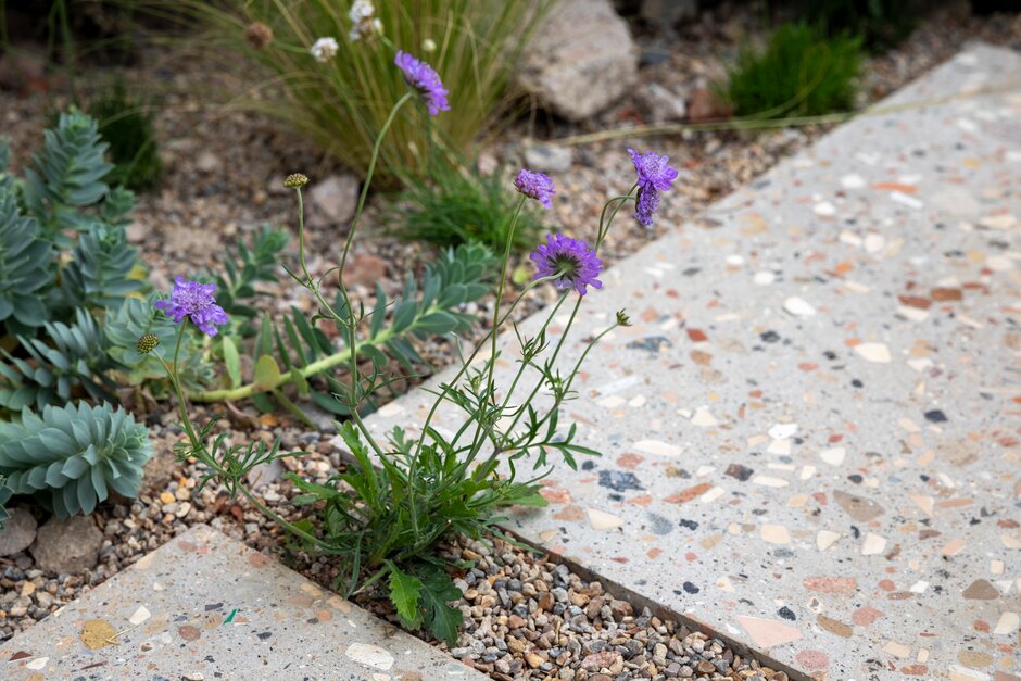 Scabious in the RHS Resilient Garden