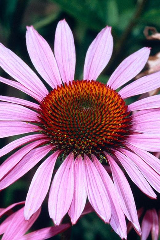 Echinacea 'Ruby Giant'