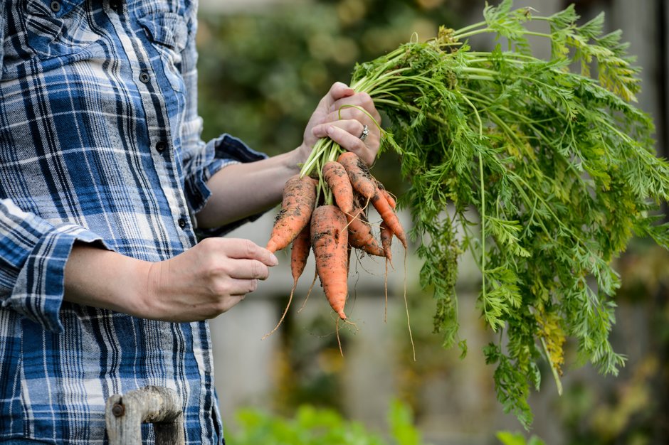 Carrots being harvested